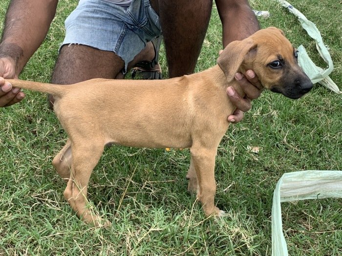 DogsIndia.com - Rodesian Ridgeback - Thomas