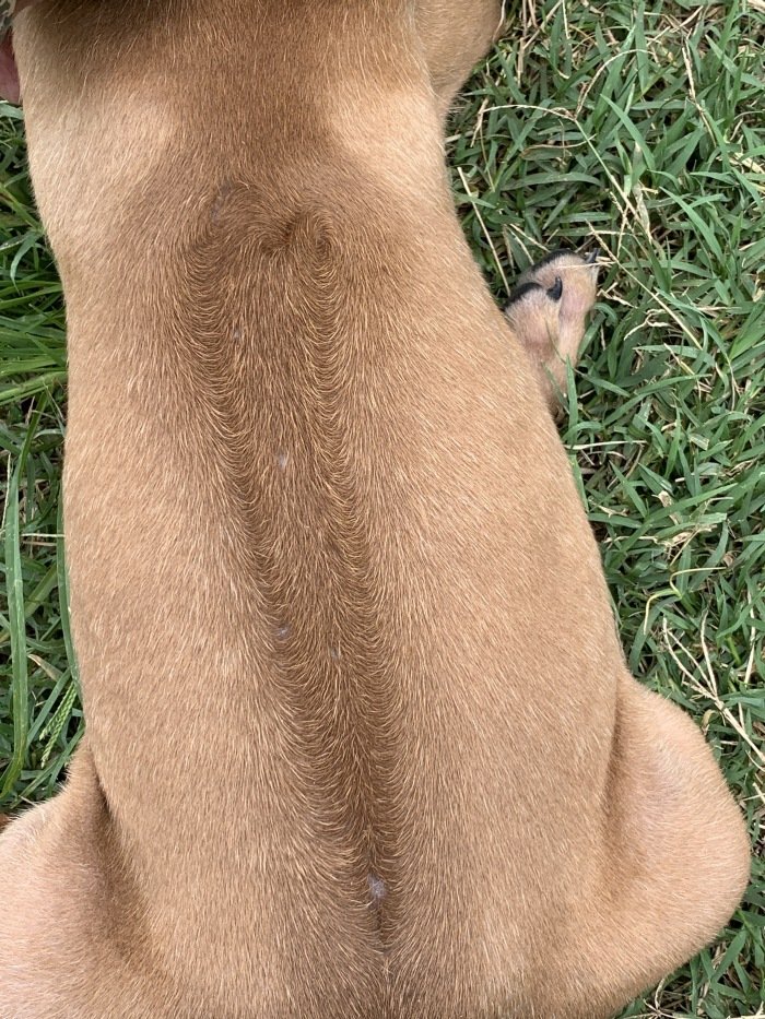 DogsIndia.com - Rodesian Ridgeback - Thomas