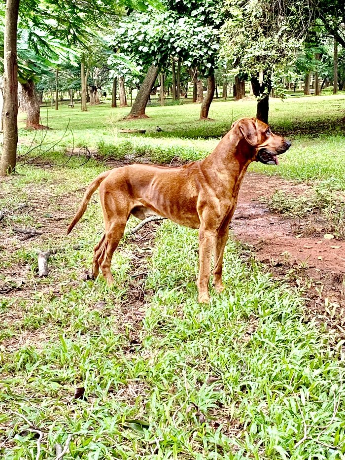 DogsIndia.com - Rodesian Ridgeback - Thomas