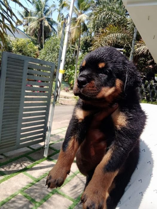 DogsIndia.com - Rottweiler - Snajas - Ajans