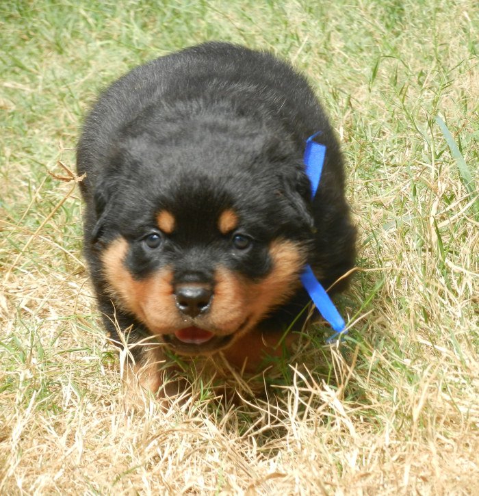 Litter Box - Rottweiler - Amith Walton