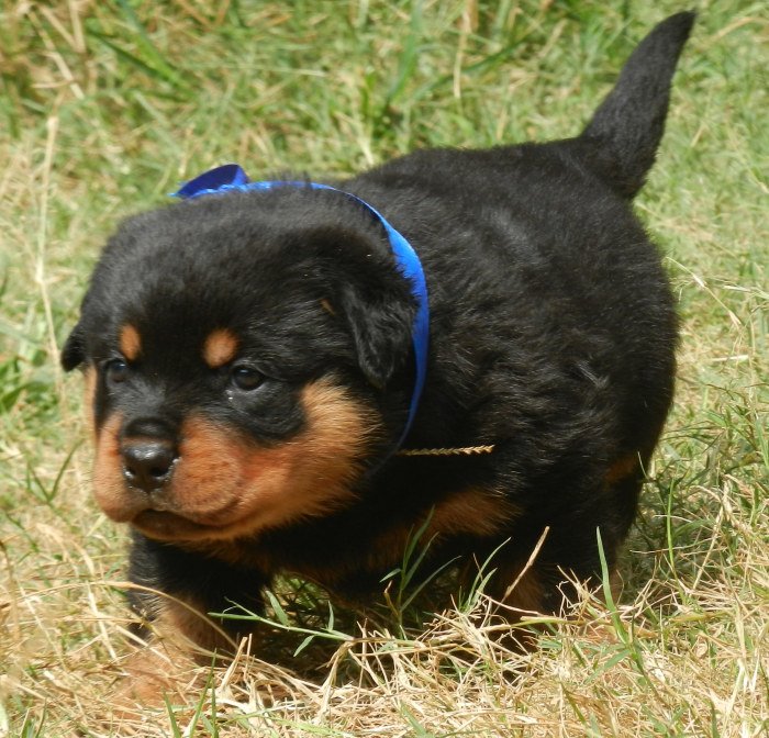 Litter Box - Rottweiler - Amith Walton