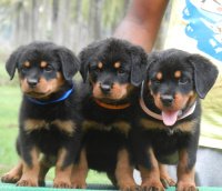 DogsIndia.com - Rottweiler - Amith - Marathon Riders