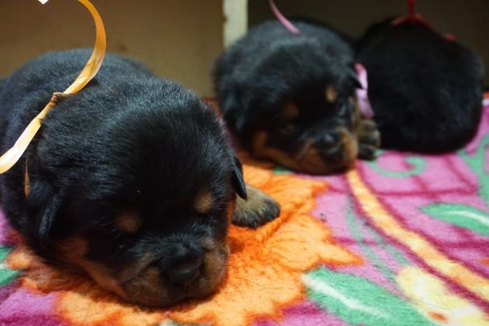 DogsIndia.com - Rottweiler - Marathon Riders