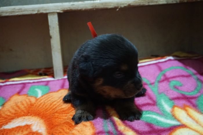 DogsIndia.com - Rottweiler - Marathon Riders