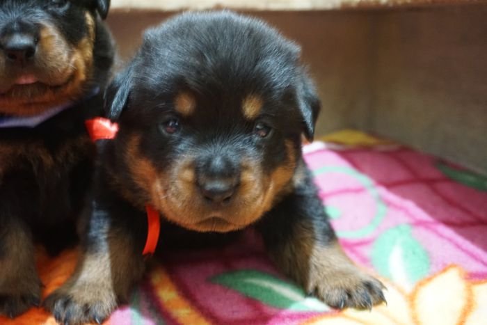 DogsIndia.com - Rottweiler - Marathon Riders