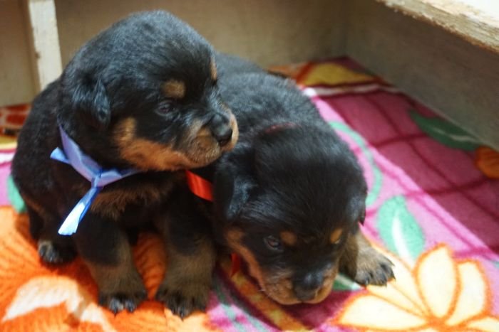 DogsIndia.com - Rottweiler - Marathon Riders