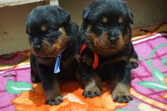 DogsIndia.com - Rottweiler - Marathon Riders