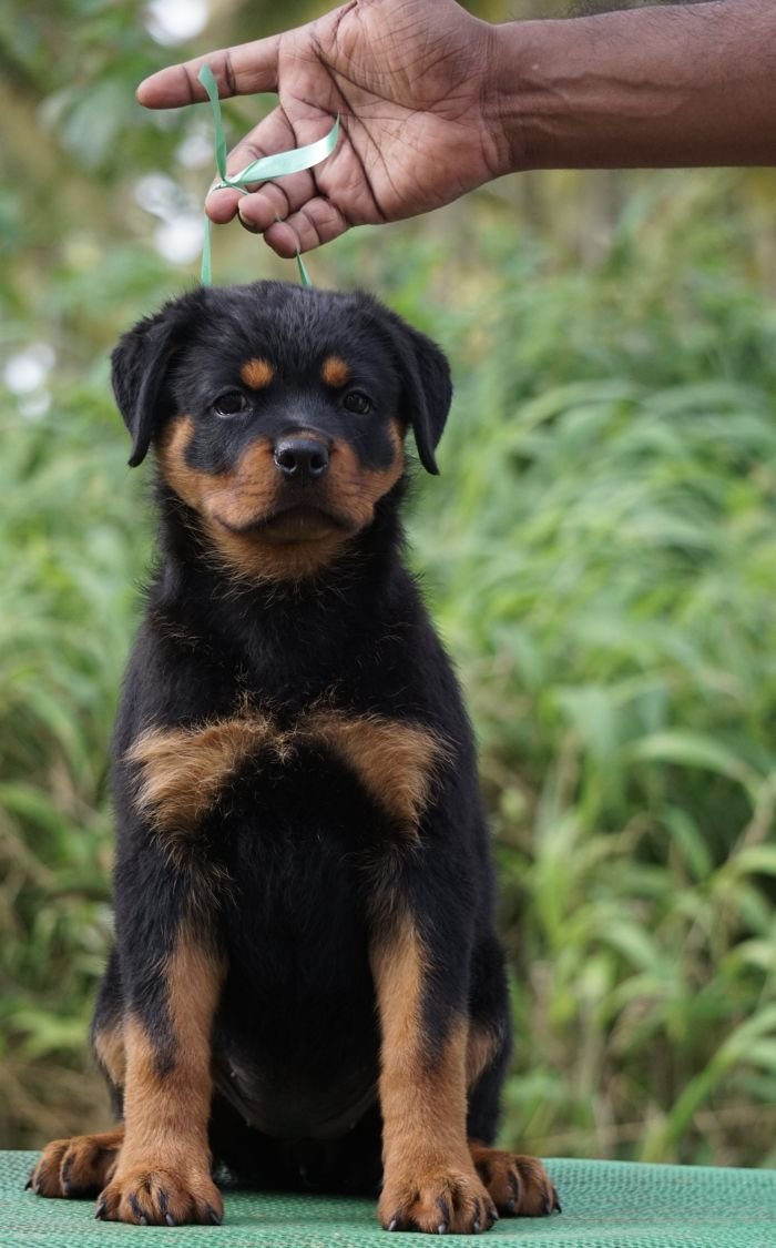 DogsIndia.com - Rottweiler - Marathon Riders