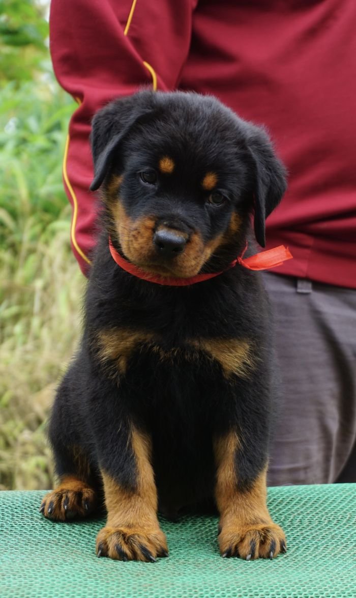 DogsIndia.com - Rottweiler - Marathon Riders