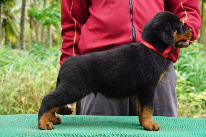 DogsIndia.com - Rottweiler - Marathon Riders