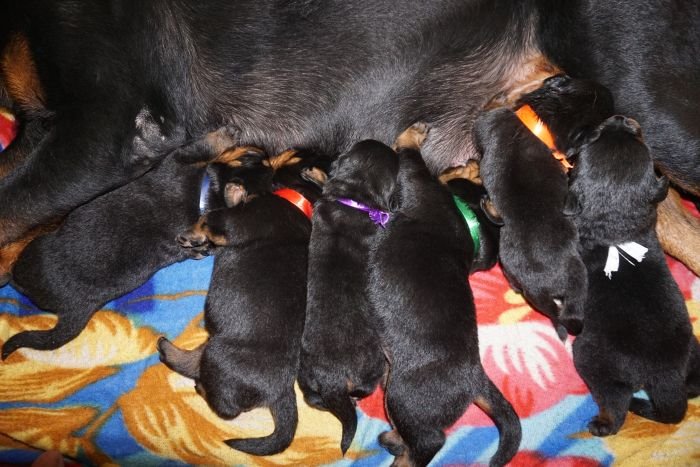 DogsIndia.com  Rottweiler  Amith  Marathon Riders