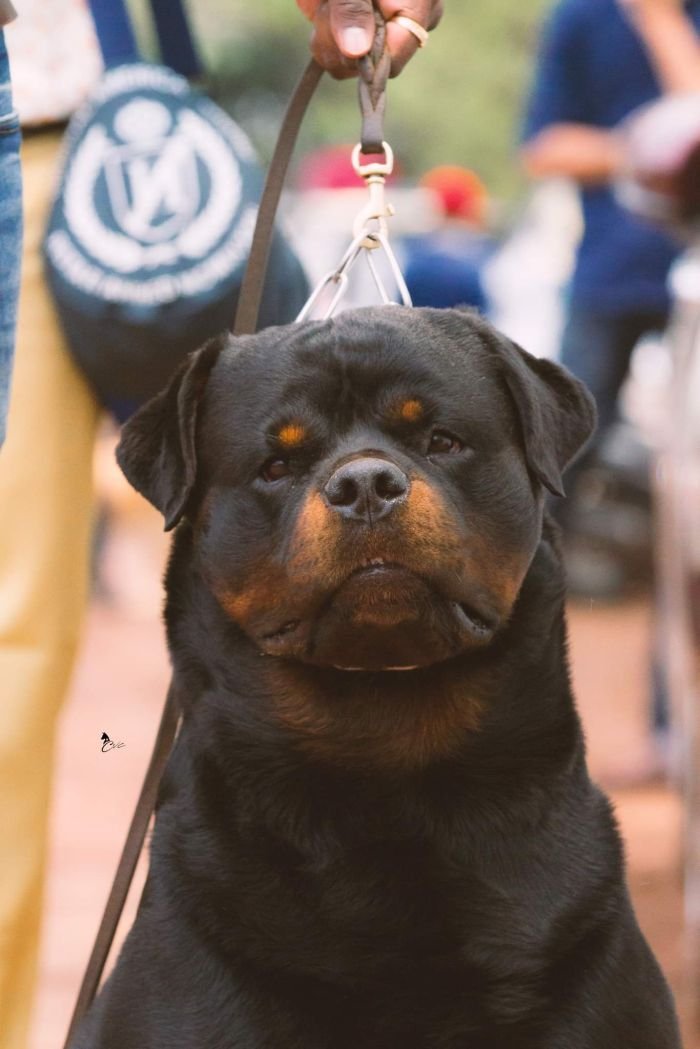 DogsIndia.com  Rottweiler  Amith  Marathon Riders