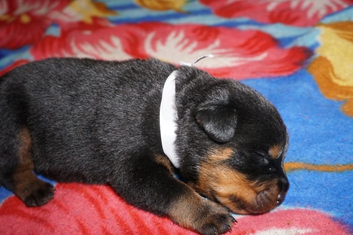 DogsIndia.com  Rottweiler  Amith  Marathon Riders