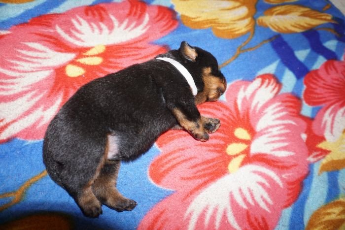 DogsIndia.com  Rottweiler  Amith  Marathon Riders