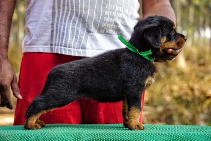 DogsIndia.com  Rottweiler  Amith  Marathon Riders