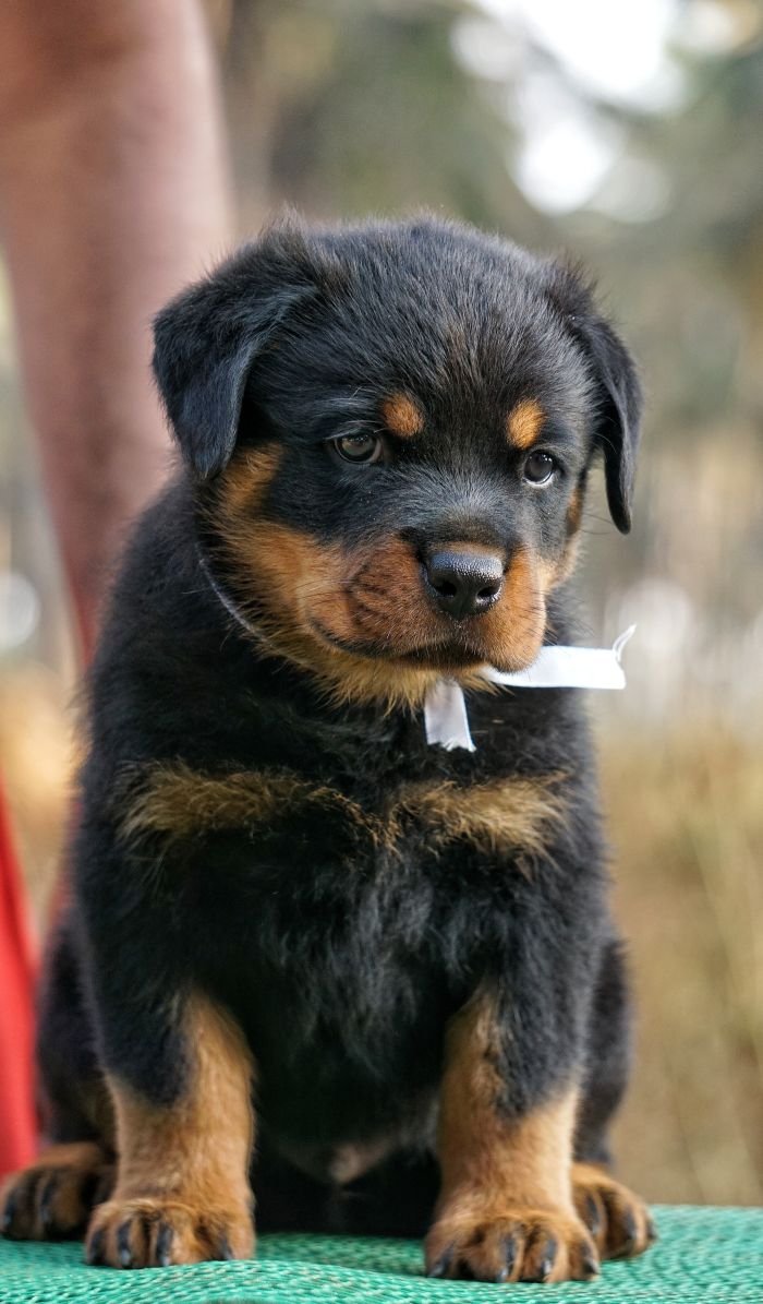 DogsIndia.com  Rottweiler  Amith  Marathon Riders