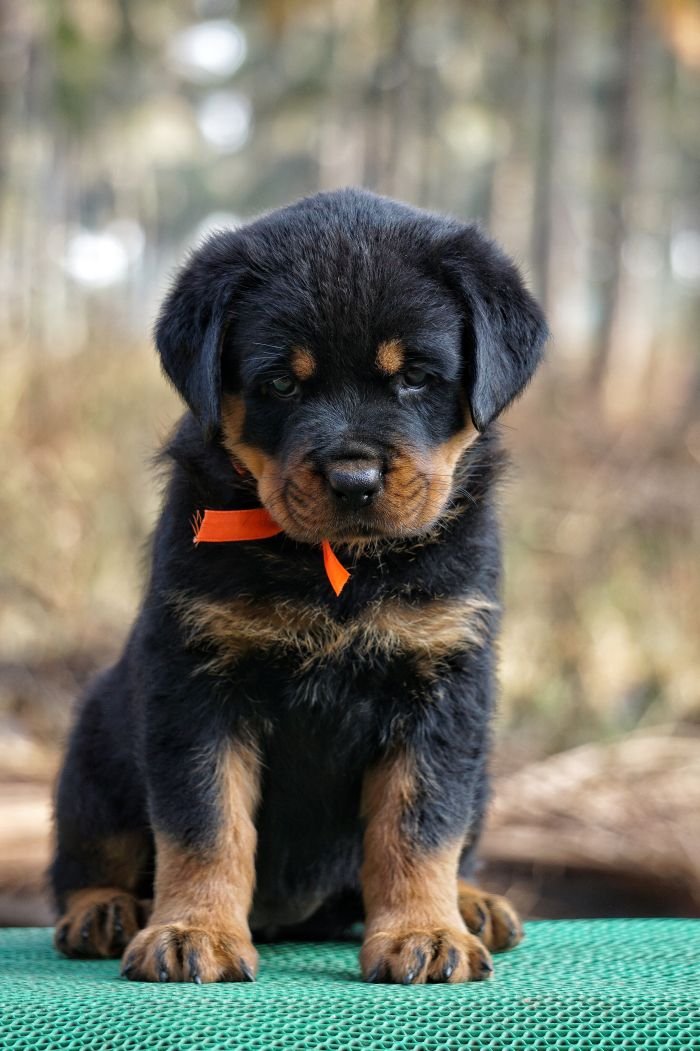 DogsIndia.com  Rottweiler  Amith  Marathon Riders