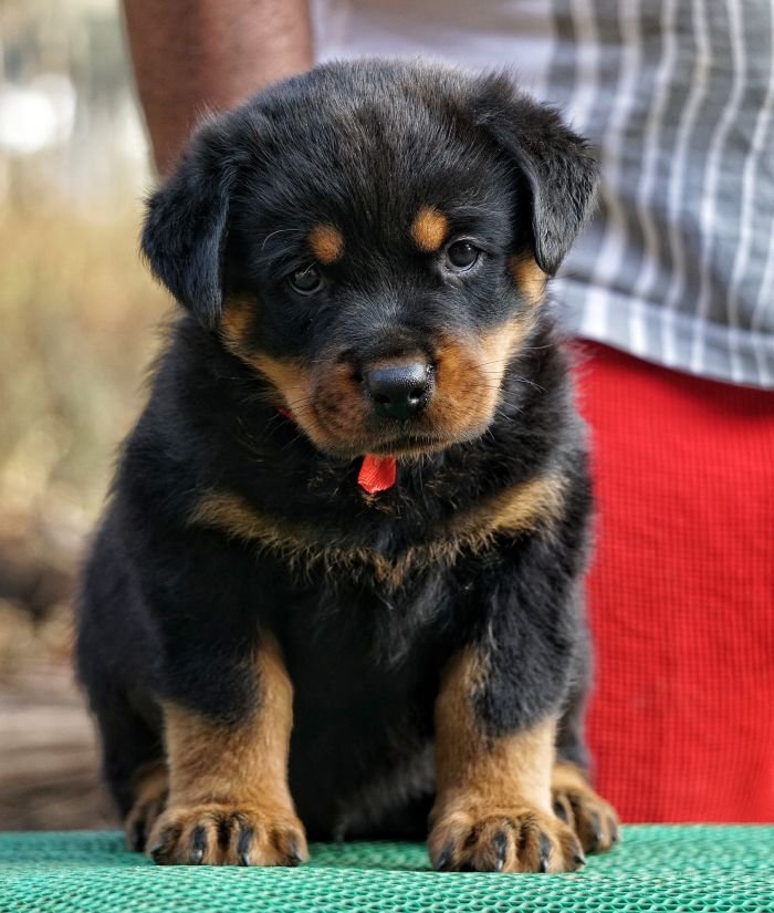 DogsIndia.com  Rottweiler  Amith  Marathon Riders