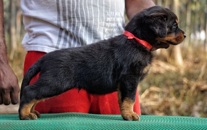 DogsIndia.com  Rottweiler  Amith  Marathon Riders