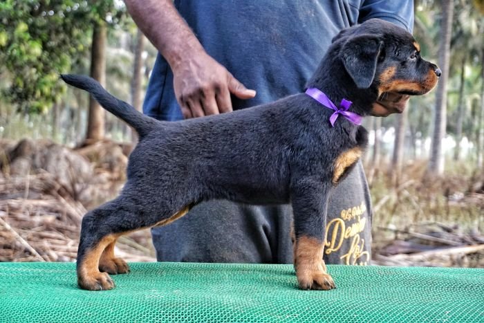 DogsIndia.com  Rottweiler  Amith  Marathon Riders