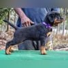 DogsIndia.com Rottweiler Amith Marathon Riders
