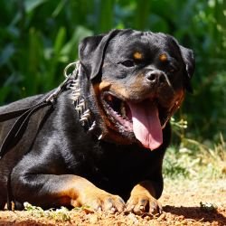 DogsIndia.com - Rottweiler - Marathon Riders