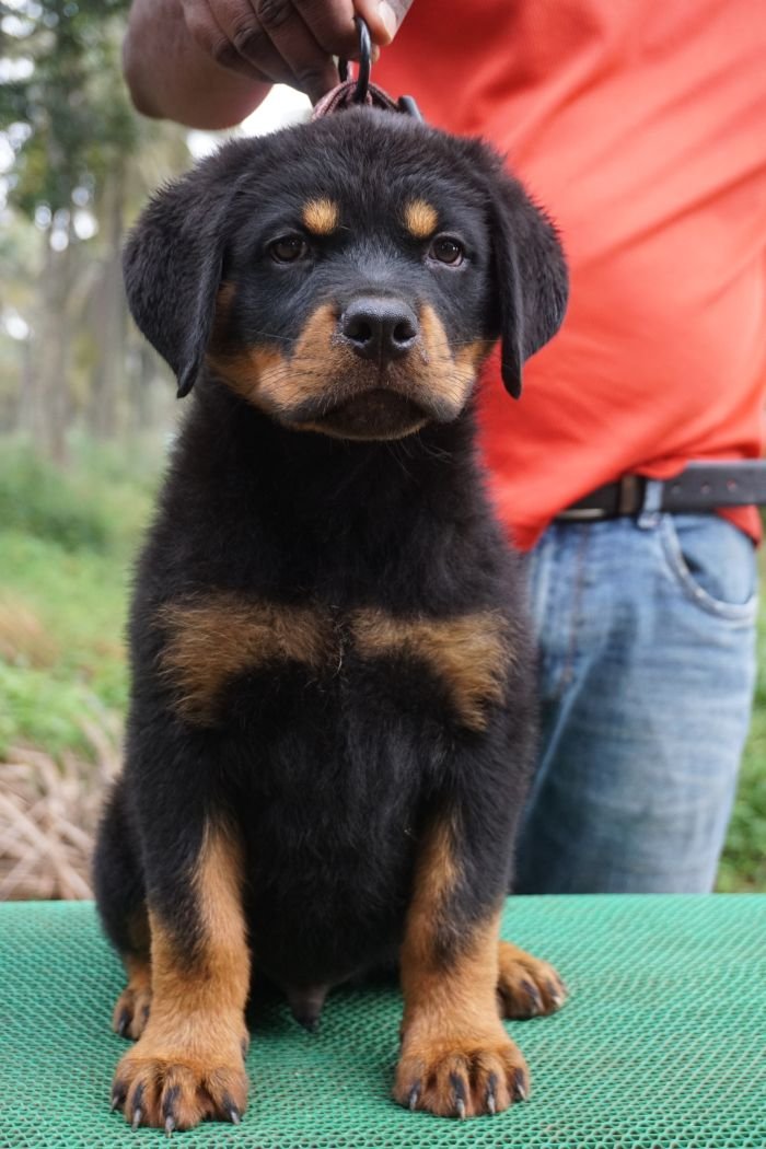 DogsIndia.com - Rottweiler - Marathon Riders