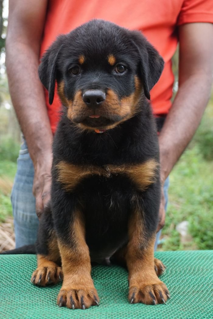 DogsIndia.com - Rottweiler - Marathon Riders