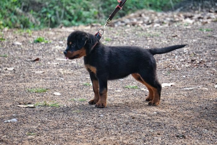 DogsIndia.com - Rottweiler - Marathon Riders