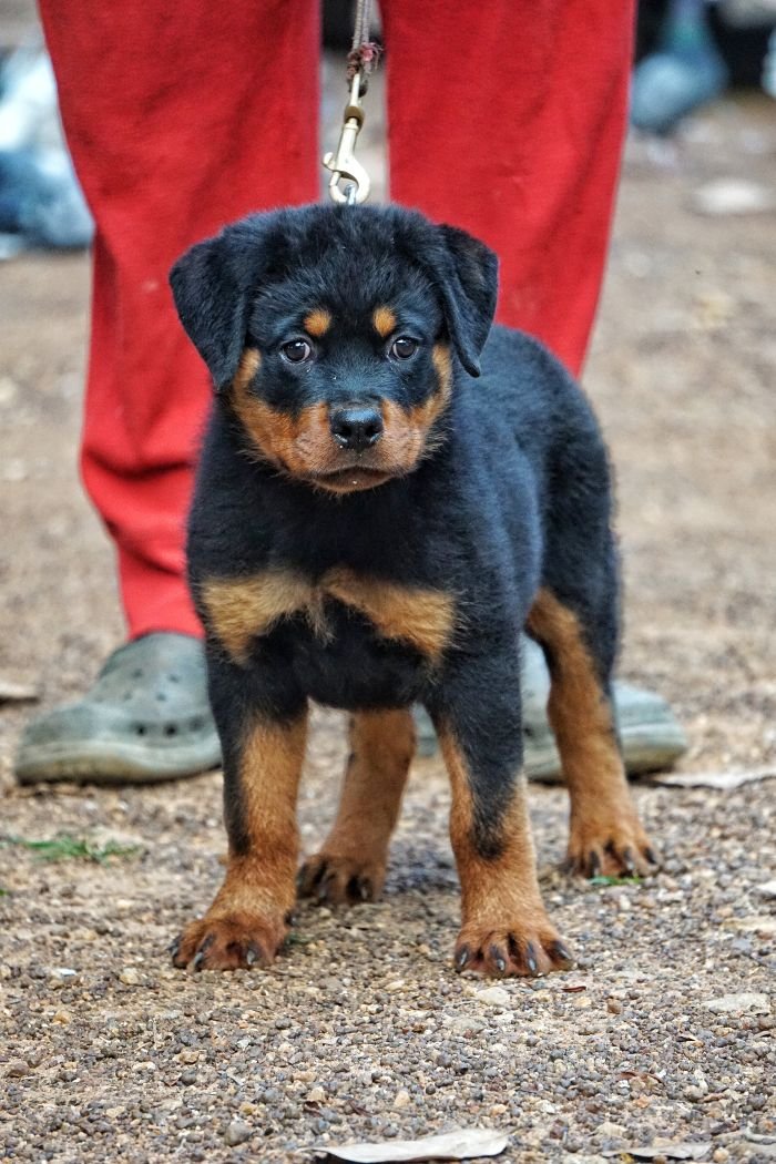DogsIndia.com - Rottweiler - Marathon Riders