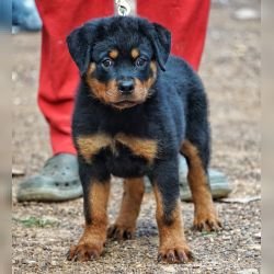 DogsIndia.com - Rottweiler - Marathon Riders