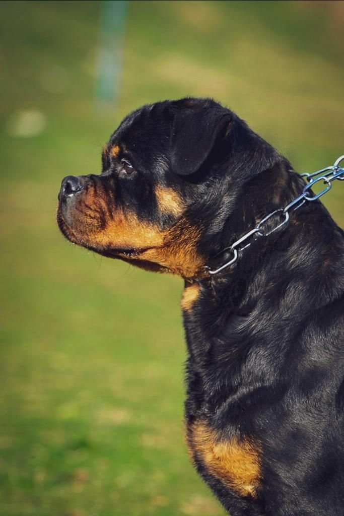 DogsIndia.com - Rottweiler - Attitude Armour