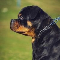 DogsIndia.com - Rottweiler - Attitude Armour