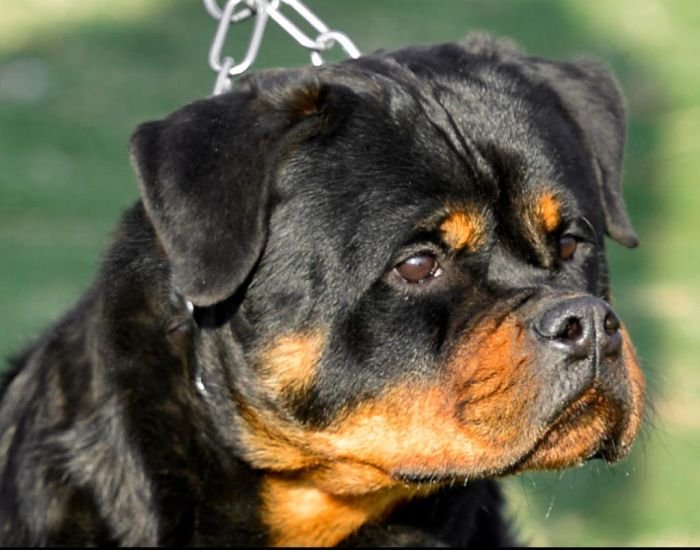 DogsIndia.com - Rottweiler - Attitude Armour