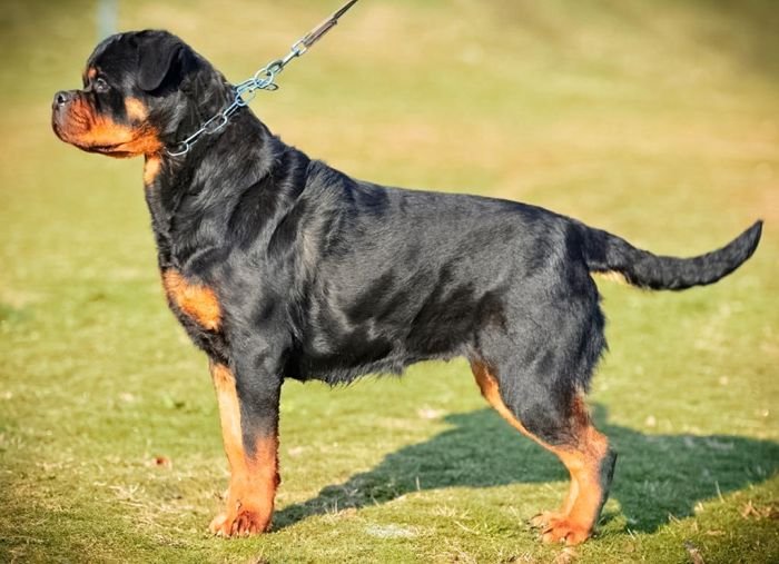 DogsIndia.com - Rottweiler - Attitude Armour