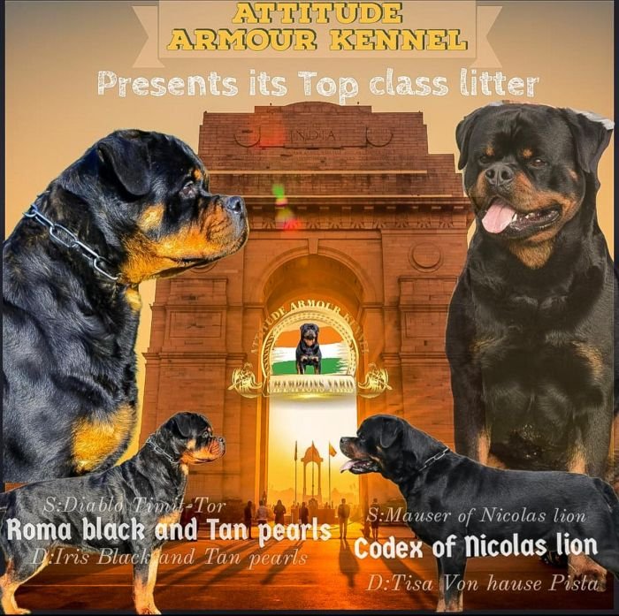 DogsIndia.com - Rottweiler - Attitude Armour