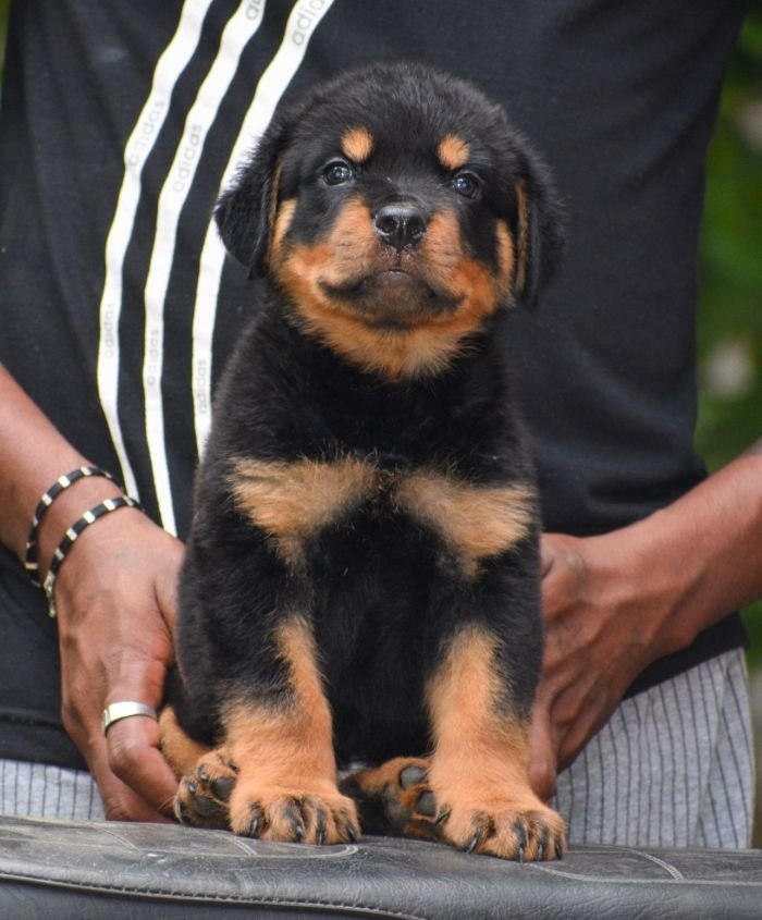 DogsIndia.com - Rottweiler - Attitude Armour