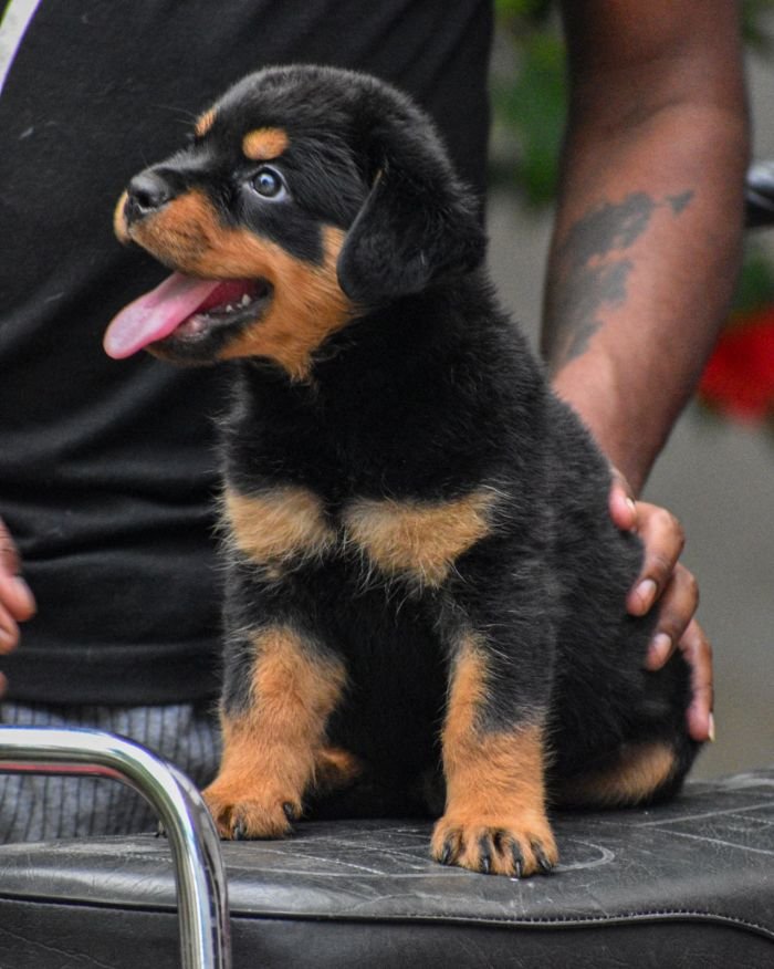 DogsIndia.com - Rottweiler - Attitude Armour