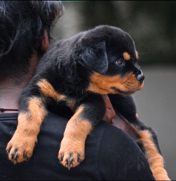 DogsIndia.com - Rottweiler - Attitude Armour