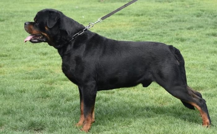 DogsIndia.com - Rottweiler - Attitude Armour