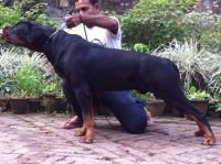 DogsIndia.com - Rottweiler - Bhayrav Kennels