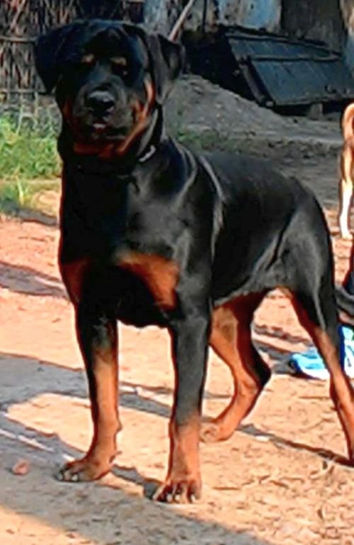 DogsIndia - Rottweiler - Bhayrav Kennels