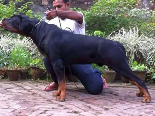 DogsIndia - Rottweiler - Bhayrav Kennels