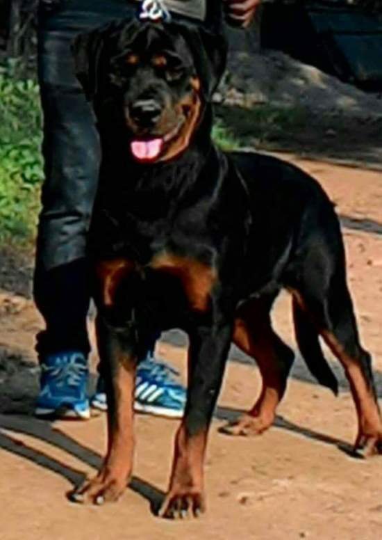 DogsIndia.com - Rottweiler - Bhayrav Kennels