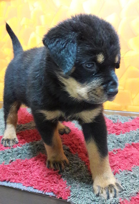 DogsIndia.com - Rottweiler - Bhayrav Kennels