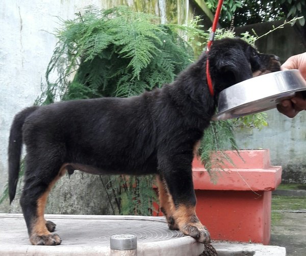 DogsIndia.com - Rottweiler - Bhayrav Kennels