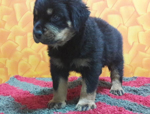 DogsIndia.com - Rottweiler - Bhayrav Kennels
