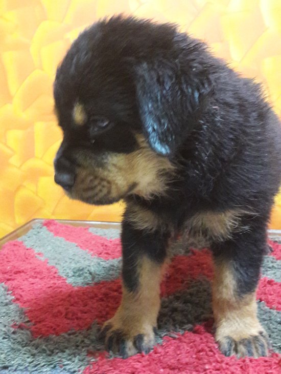 DogsIndia.com - Rottweiler - Bhayrav Kennels
