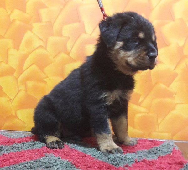 DogsIndia.com - Rottweiler - Bhayrav Kennels